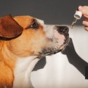 Image of 5 dôvodov, prečo dávať CBD aj vášmu psovi | Ikry.sk