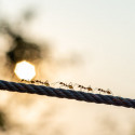 Image of 5 m&yacute;tov o mravcoch, ktor&yacute;m ver&iacute; v&auml;č&scaron;ina z v&aacute;s | Banner.sk