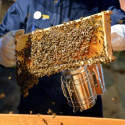 Image of Aj včelie bodnutie môže liečiť - MAGAZÍN BOLD