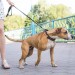 Image of Ako naučiť psa neťahať na vodítku? |  Chovatelahospodar.sk