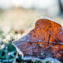 Image of Ako pripraviť z&aacute;hradu na zimu? Spr&aacute;vna starostlivosť teraz v&aacute;m u&scaron;etr&iacute; jarn&eacute; starosti