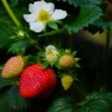Image of Ako sa postarať o jahody na jar, aby ste mali dobrú úrodu - MAGAZÍN BOLD