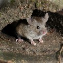 Image of Ako sa zbaviť hlodavcov? | News.sk