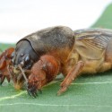 Image of Ako sa zbaviť medved&iacute;ka obyčajn&eacute;ho | Odpudzovače.sk