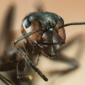 Image of Ako sa zbaviť mravcov | Odpudzovače.sk