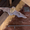 Image of Ako sa zbaviť netopierov? - MAGAZÍN BOLD