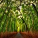 Image of Bambusový les v Japonsku