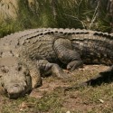 Image of Bližší pohľad na krokodíla - MAGAZÍN BOLD