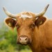 Image of Bullshithunter: Mlieko, prekyslenie a rakovina | Žrádielko