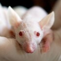 Image of CBD v kombinácii s chemoterapiou trojnásobne predĺžilo život myšiam s rakovinou pankreasu - SWISS CBD POWER