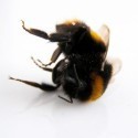 Image of Chemick&eacute; postreky proti hmyzu &scaron;kodia va&scaron;ej z&aacute;hrade | | Pestovanie.info