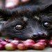 Image of Cibetkov&aacute; k&aacute;va - kopi luwak