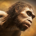 Image of Evol&uacute;cia človeka m&ocirc;že byť zložitej&scaron;ia ako sme si mysleli
