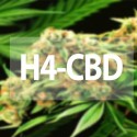 Image of H4CBD - prírodný liek s veľkým potenciálom - Ikry