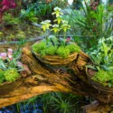 Image of Hľadanie orchide&iacute; v Eur&oacute;pe - MAGAZ&Iacute;N BOLD
