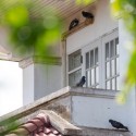 Image of Holuby znečisťuj&uacute; okolie a&nbsp;pren&aacute;&scaron;aj&uacute; choroby. Takto sa ich zbav&iacute;te | News.sk