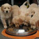Image of Jak vybrat vhodné krmivo pro psy? | Moje koníčky