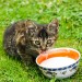 Image of Je správne kŕmiť mačku mliekom? |  Chovatelahospodar.sk