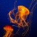 Image of Jedovaté medúzy sveta a ich výskyt, nie iba v Austrálii