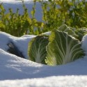 Image of Keď nie je sneh na z&aacute;honoch | | Pestovanie.info