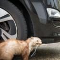 Image of Kuny a&nbsp;ich us&iacute;dlenie sa v&nbsp;automobile - Magazines.sk