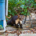 Image of Kuny ako &scaron;kodcovia &ndash; ak&uacute; hrozbu predstavuj&uacute;? | Fam&iacute;lia