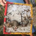 Image of Lepov&eacute; pasce na my&scaron;i a&nbsp;potkany | Odpudzovače.sk