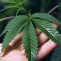 Image of Liečiv&eacute; kanabinoidy: CBD &ndash; bezpečn&yacute; liek - SWISS CBD POWER