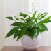 Image of Lopatkovec (Spathiphyllum) |  Chovatelahospodar.sk