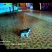 Image of Mačka má strach z tenisovej loptičky video