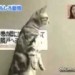 Image of Mačky cvičia na bežiacom trenažéri video