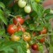 Image of Marec je mesiac výsevu paradajok » Dobre a zdravo žiť ľahko