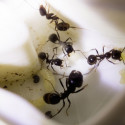 Image of Mravce dokážu byť poriadne nebezpečné | Família