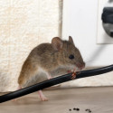 Image of Myši, potkani a iní škodcovia. Ako sa ich zbaviť? | Família