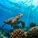 Image of Na Maledivách môžete doslova žiť pod vodou - Kankán online magazín