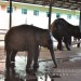 Image of Na Srí Lanke navštívte sloní sirotinec, tieto slony nikde inde nemajú