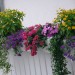 Image of Najkrajšie kvety na balkón |  Chovatelahospodar.sk