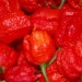 Image of Najsilnejšia feferónka, alebo chilli paprička na svete je Carolina Reaper