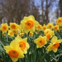 Image of Narcisy: jesenné vysádzanie cibuliek, starostlivosť a pestovanie
