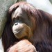 Image of News.sk  - Článok - Orangutany v zoo v Miami používajú iPady