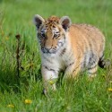 Image of Oáza sibírskeho tigra bojuje o záchranu pre podivné zmeny zákona