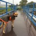 Image of Obliekať alebo neobliekať psy? Tu je n&aacute;zor odborn&iacute;ka. | Doginno.sk