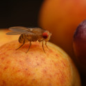 Image of Octomilka