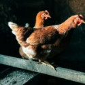 Image of Odkedy sliepky zn&aacute;&scaron;aj&uacute; vaj&iacute;čka, v akom veku a ako to spozn&aacute;me? - Dom a z&aacute;hrada
