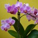 Image of Orchidea v byte :: V-hano  flog & blog