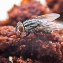 Image of Otravné muchy. Viete, ako sa ich zbaviť? | News.sk