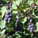 Image of Ovocn&yacute; strom muchovn&iacute;k - Amelanchier lamarckii Ballerina a očak&aacute;vania