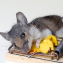 Image of Pasca na myši? Ako sa ich jednoducho zbaviť? | Odpudzovače.sk