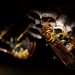 Image of Pasca na osy a sršne: ako sa zbaviť bodavého hmyzu a vytvoriť lapač lacno a rýchlo