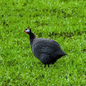 Image of Perličky